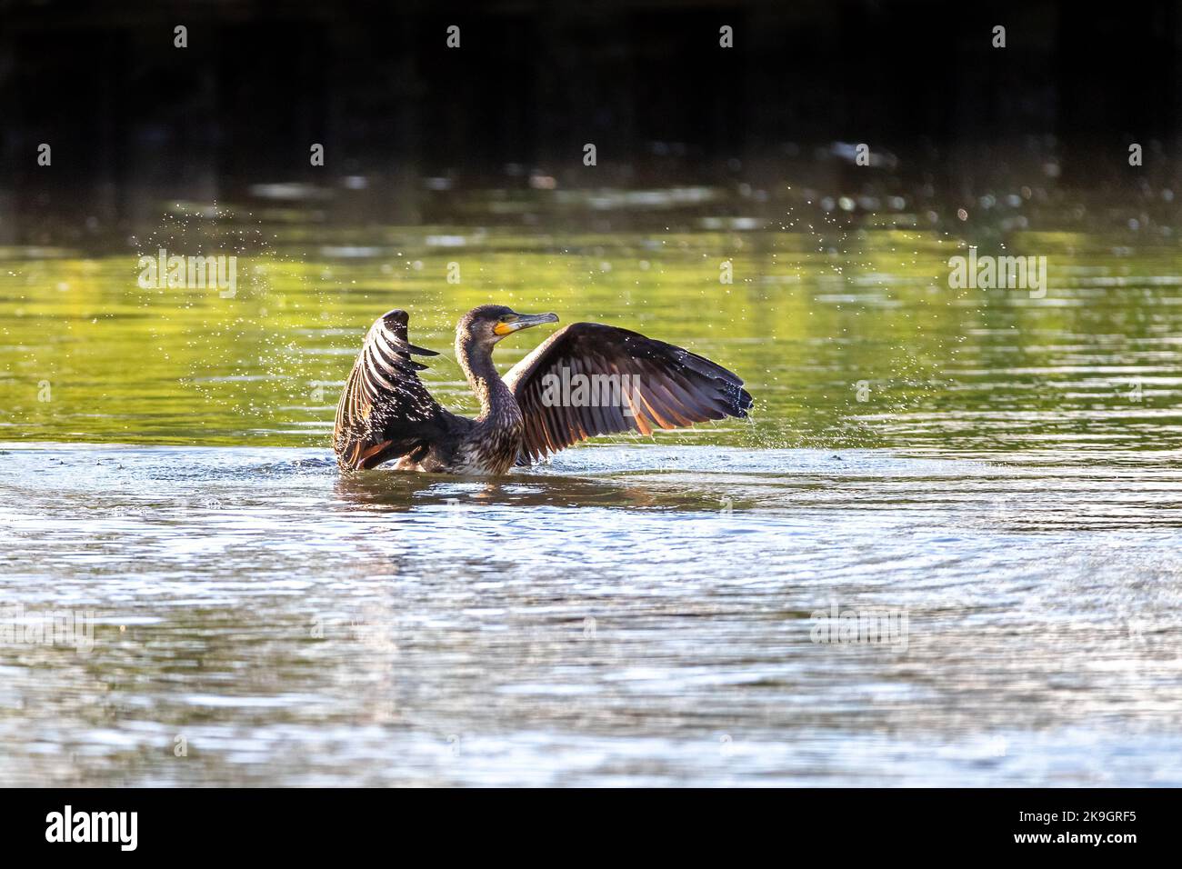 Cormorant, Phalacrocorax carbo, flaps le sue ali sullo sbarco nel fiume Itchen, Hampshire, Regno Unito. Le gocce d'acqua sono mostrate alla luce del sole estivo. Foto Stock