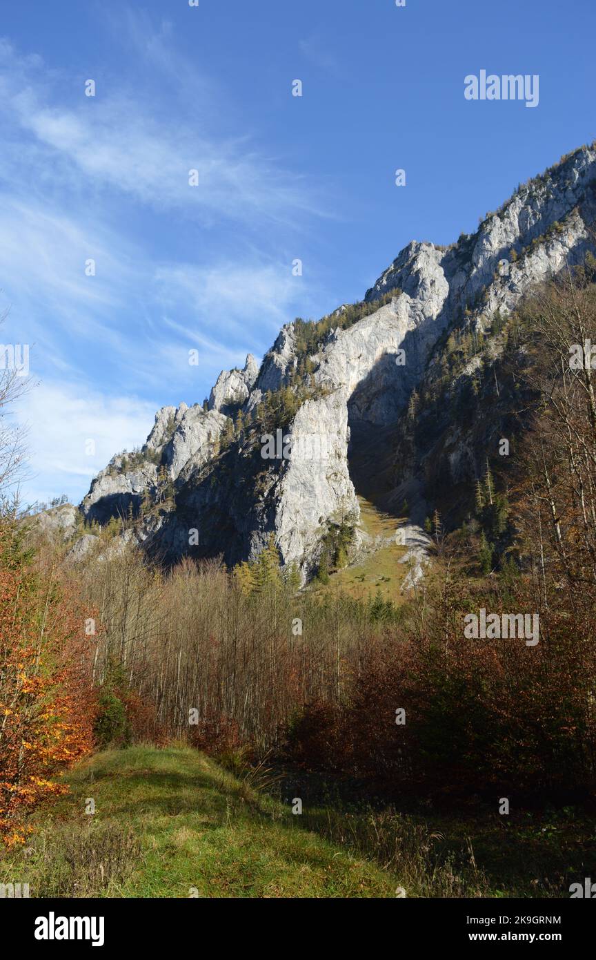 Berghang nähe Wildalpen, Steiermark, Mountainside vicino Wildalpen, Stiria in autunno Foto Stock