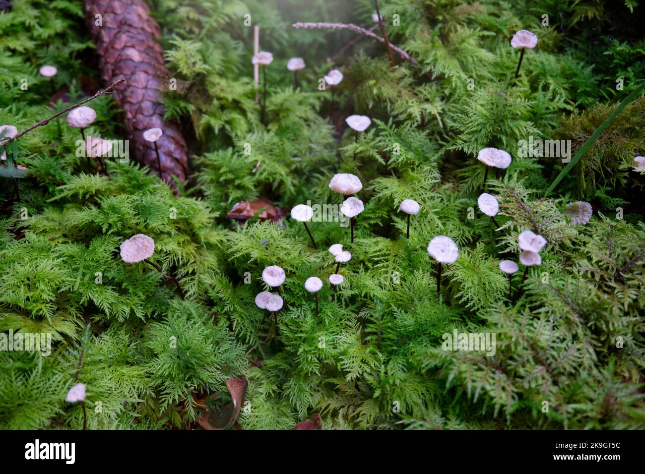 Primo piano del gruppo di funghi paracadute dei crini (Marasmius androsaceus) crescono in muschio verde. Fungo Marasmius rotula. Foto Stock