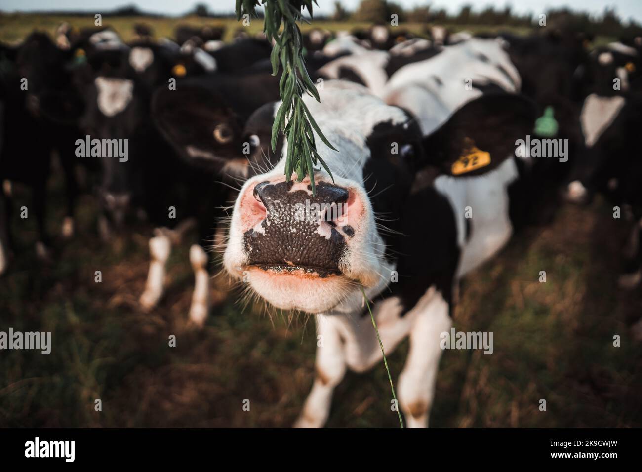 grande mucca bianca e nera che sniffing una pianta verde piacevole con le foglie strette piccole in un prato verde vicino ad una mandria di mucche, rotorua, nuova zelanda Foto Stock