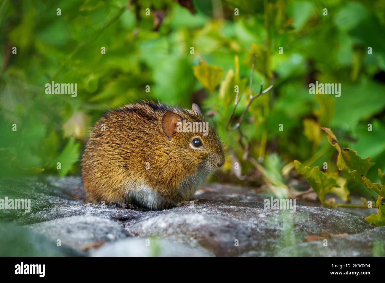 Mouse a quattro righe (Rhabdomys pumilio). Città del Capo, Western Cape. Sudafrica Foto Stock