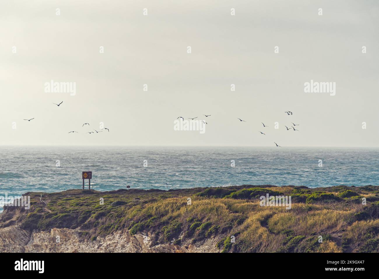 Paesaggio costiero della California. Scogliere rocciose e piante native sulla spiaggia al tramonto, e silhouette di uccelli volanti. Spettacolare mare, spazio copia Foto Stock