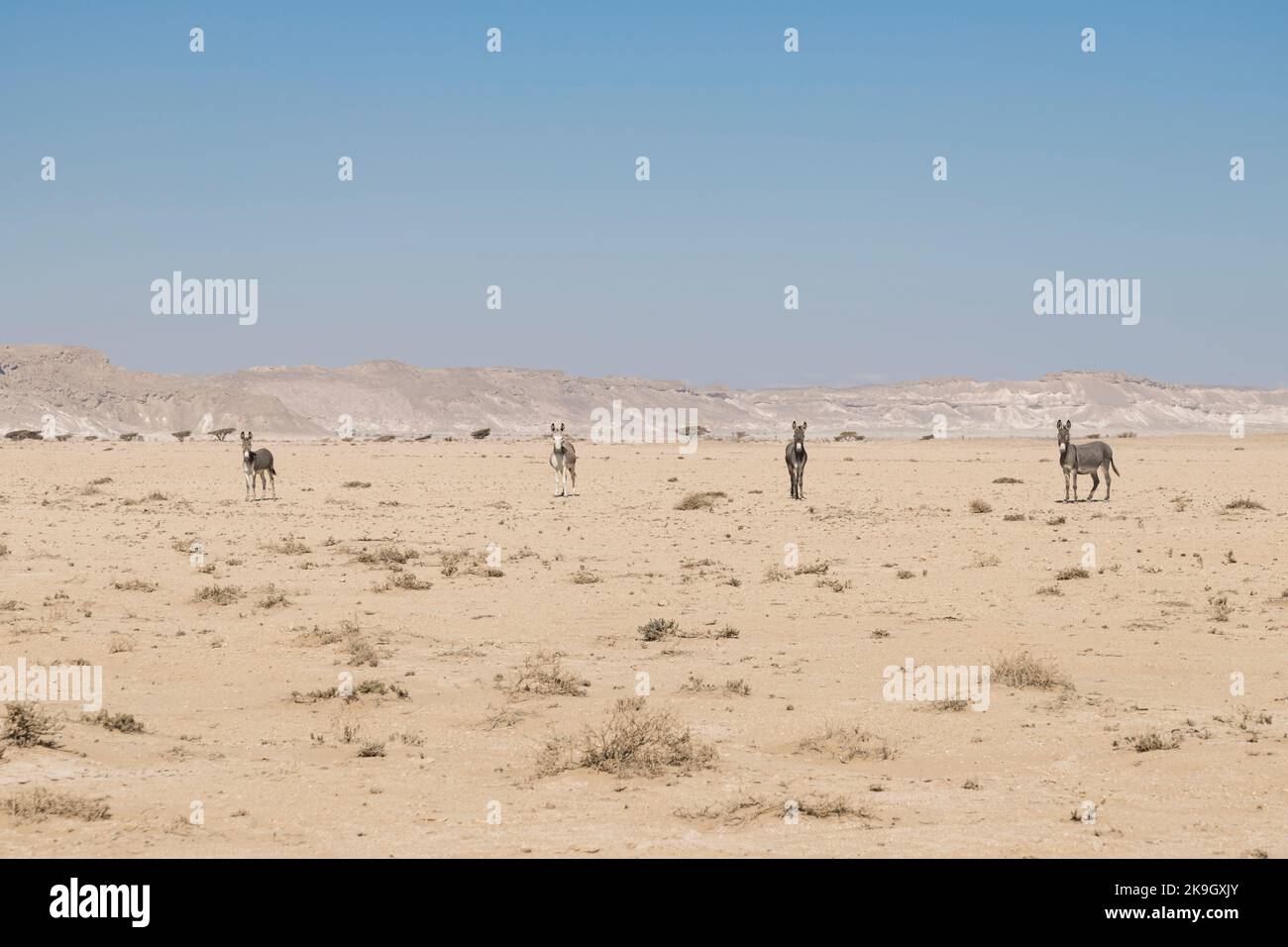 4 asini selvatici guardando la macchina fotografica, deserto del Sultanato di Oman, una destinazione di viaggio Foto Stock
