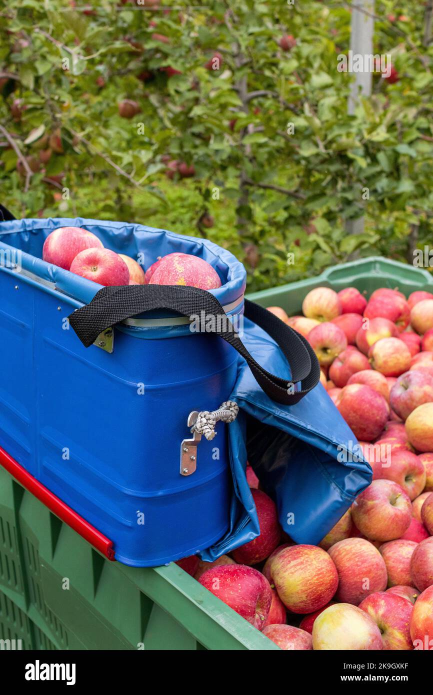 Borsa professionale per la raccolta della frutta e scatola piena di mele Fuji biologiche durante la stagione di raccolta in Alto Adige Foto Stock