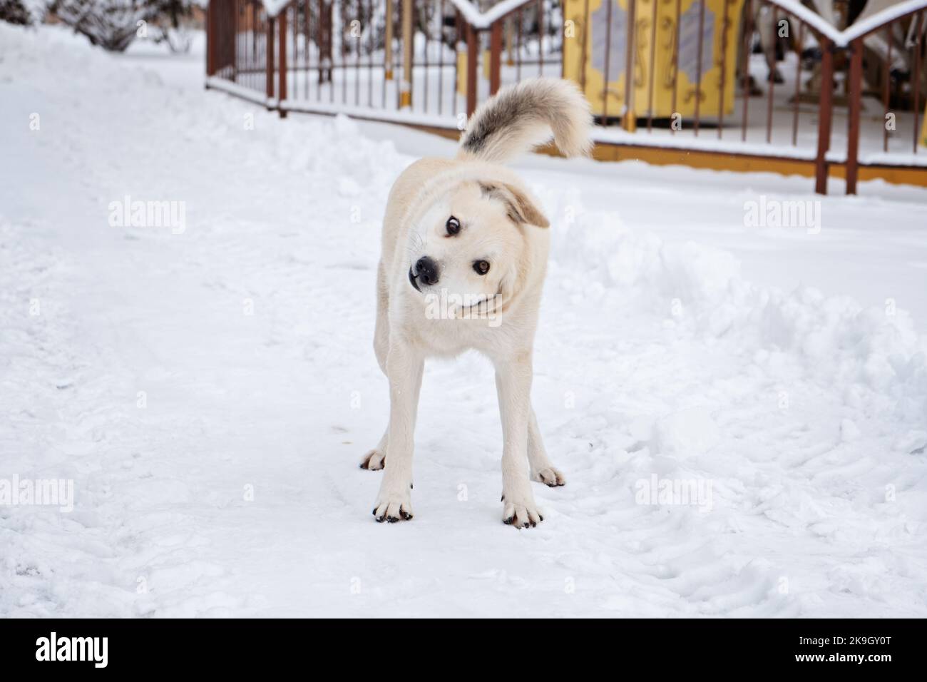 Carino cane senza casa randagio nel parco neve d'inverno. Un ritratto di grande cane randagio di razza mista su sfondo invernale. Foto Stock