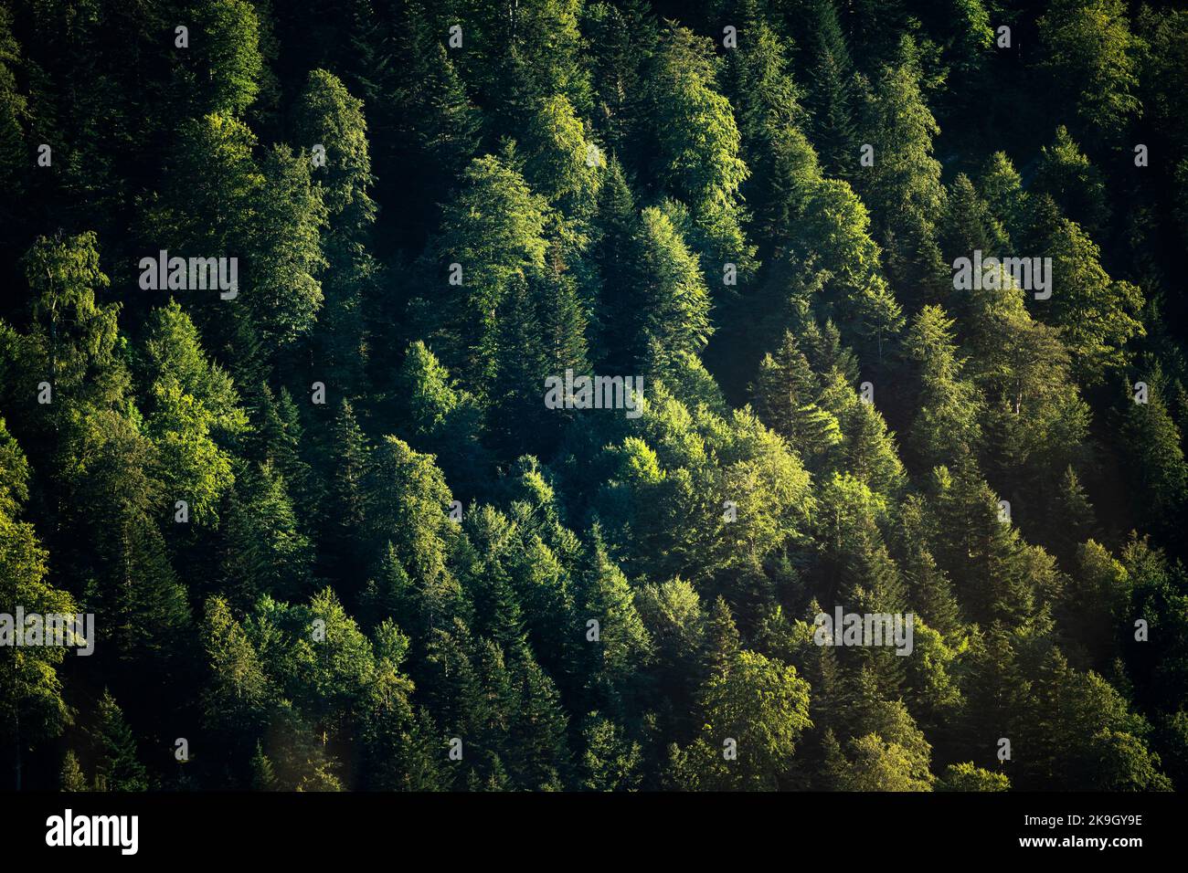 Alberi verdi. Paesaggio primo piano di alcuni alberi verdi per uno sfondo di cura per il pianeta verde, prodotti ecologici e cambiamento climatico. Foto Stock