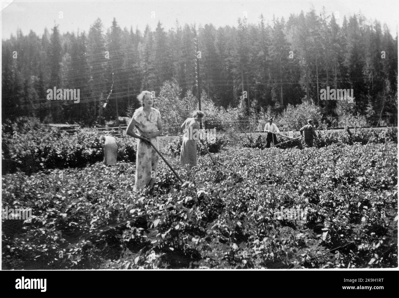 Lavori nella terra di patata. Foto Stock