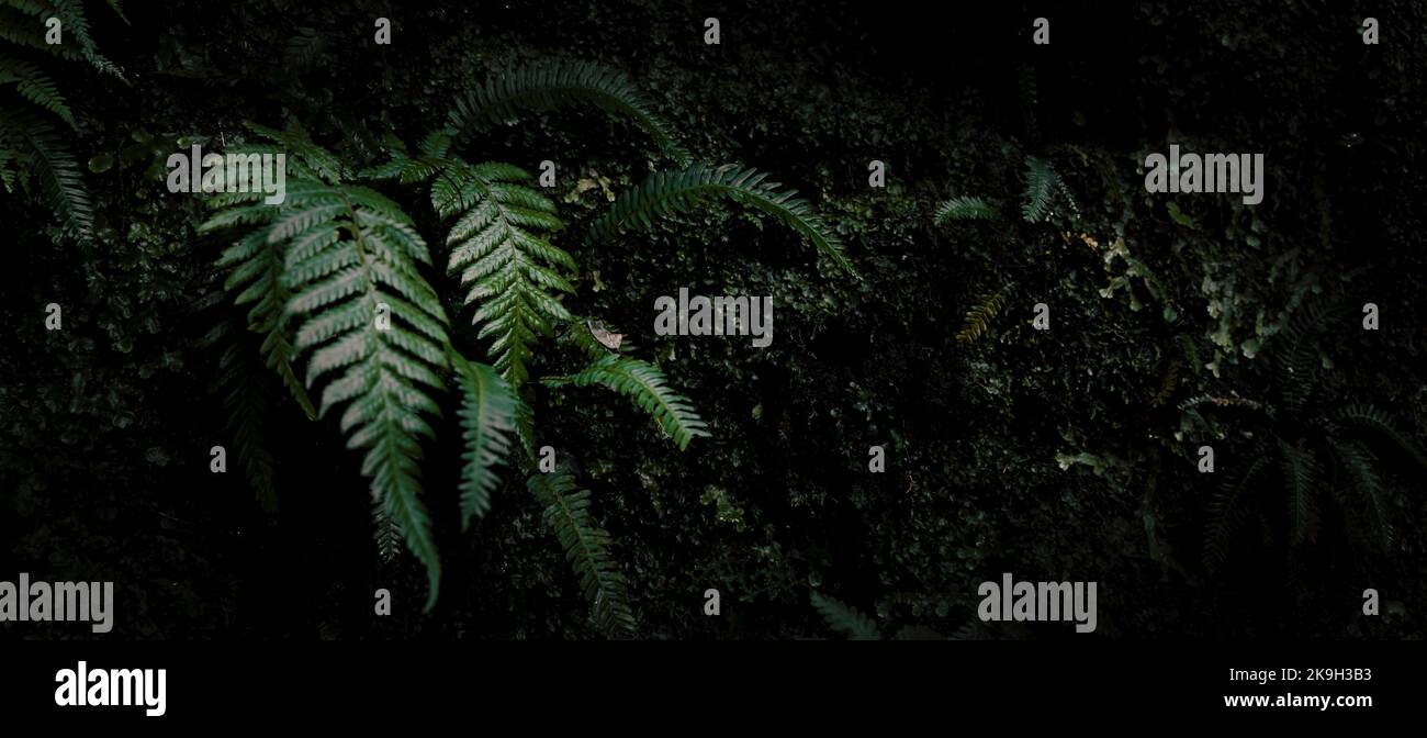 pianta di fern nella giungla scura della foresta pluviale. banner con spazio di copia Foto Stock