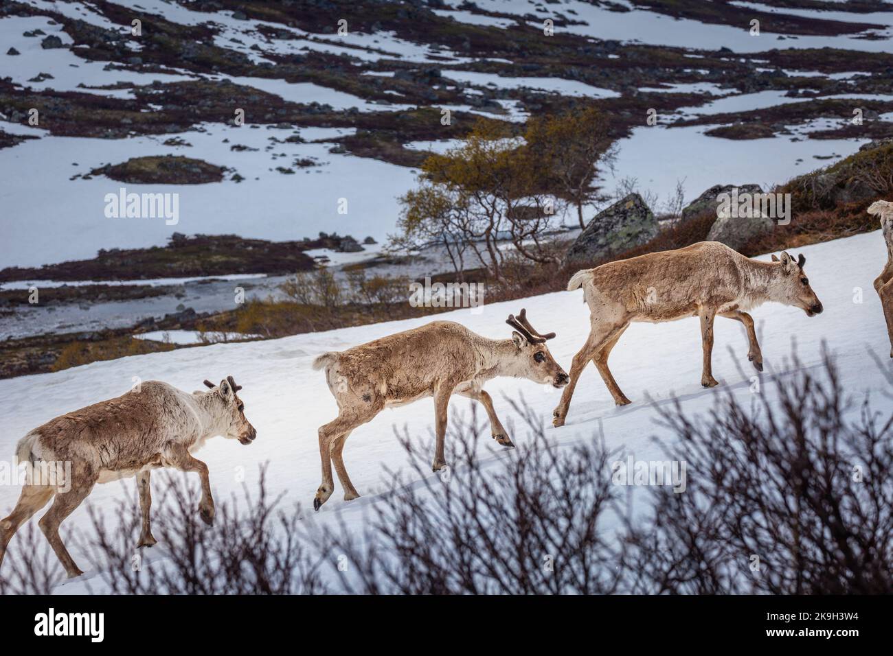 Gruppo di giovani renne caribou in Norvegia tundra, Scandinavia Foto Stock