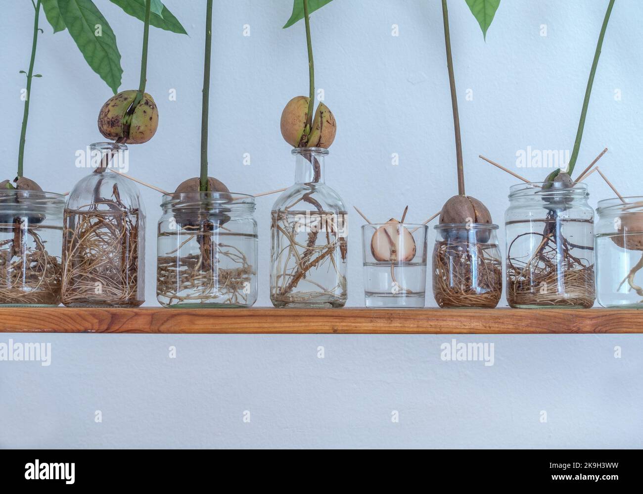 Pietra di avocado, semi di pietre, semi, che crescono in acqua. Divertente giardinaggio a casa. Crescere il vostro.. Houseplant, vita sostenibile, stile di vita sostenibile. Foto Stock