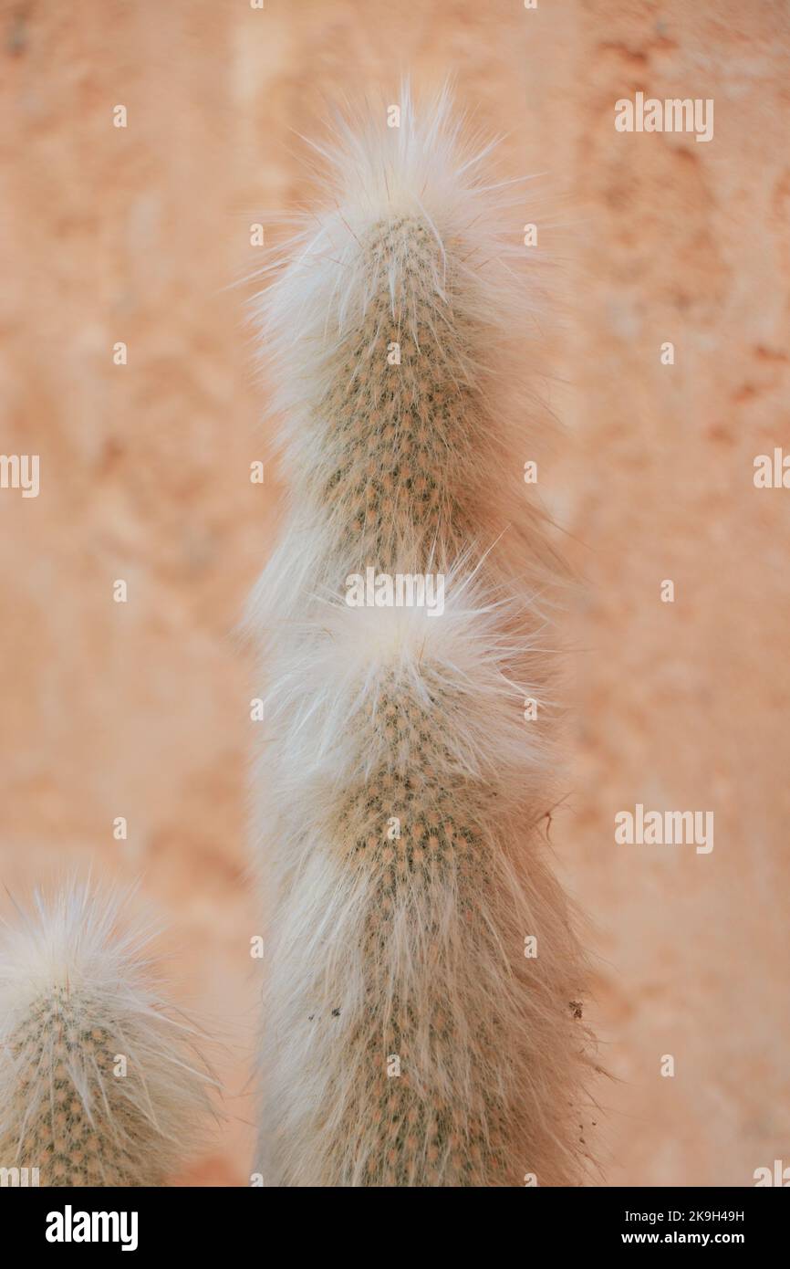 Cactus peruviano vecchio, cactus palla di cotone, cactus palla di neve Foto Stock