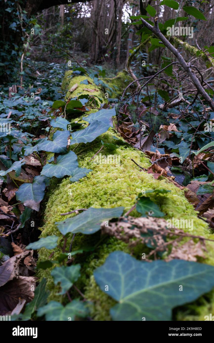 Foglie di Ivy su un tronco di albero e vegetazione mossy sul pavimento della foresta Foto Stock