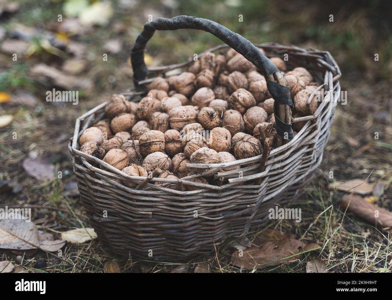 Vecchio cesto rustico pieno di noci in giardino sulle foglie autunnali. Foto Stock