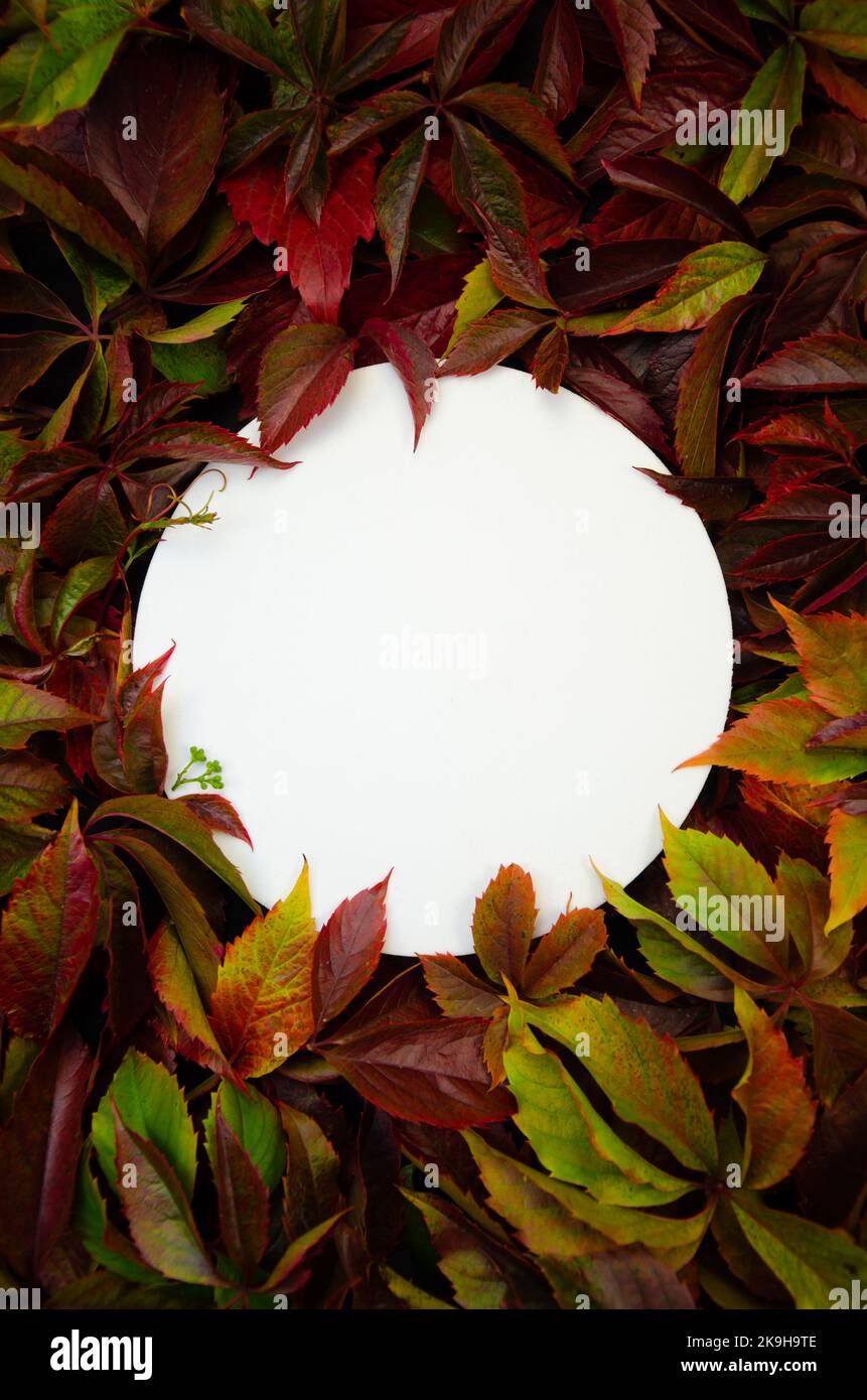 Verticale piatto bianco rotondo su sfondo fogliame copyspace. Сircle incorniciato da foglie - per l'invito con logo, testo o monogramma di nozze. Foto Stock