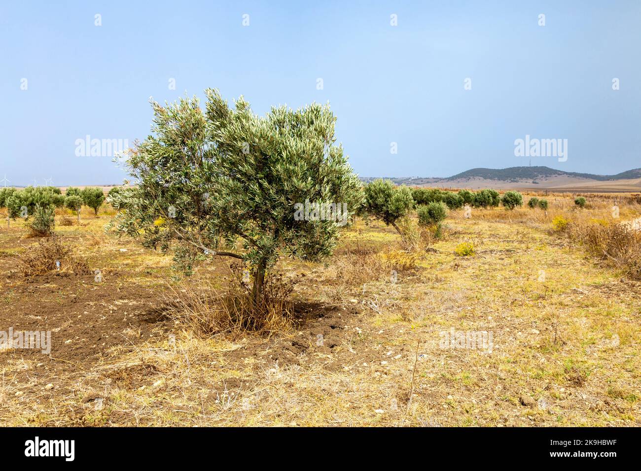 Ulivi in un oliveto, Mare Oleum - Centro di Interpretazione Olive Grove, Cadice, Spagna Foto Stock