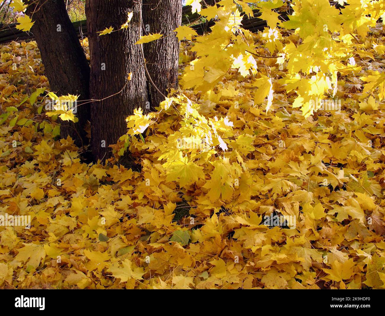 Parco con tronchi d'acero tra foglie gialle sul terreno in autunno. Foto Stock