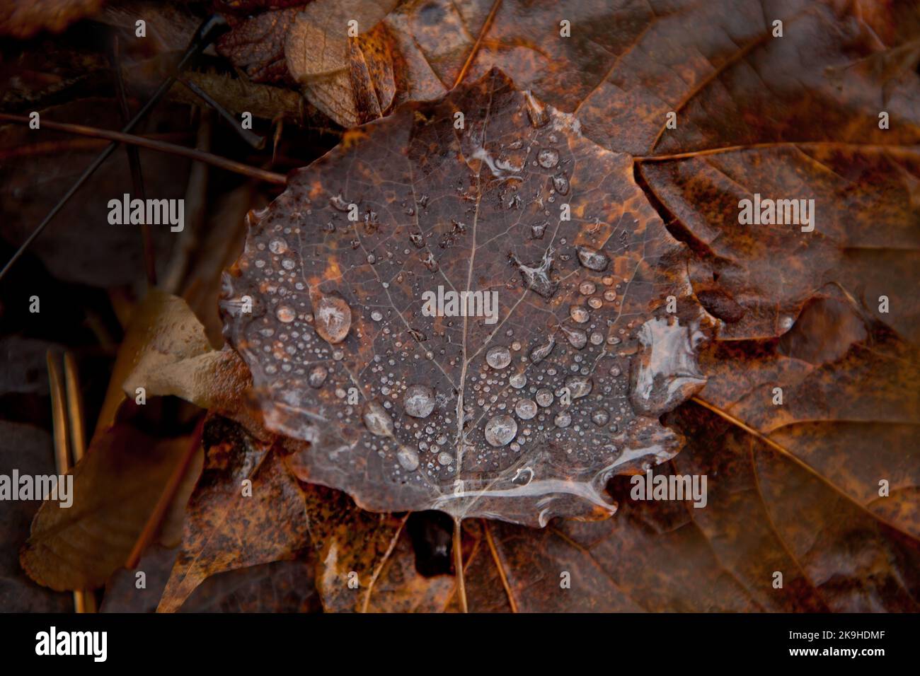 foglia di aspen marrone con gocce d'acqua. Populus tremula, gocce di rugiada su una foglia di aspen, umore autunnale Foto Stock