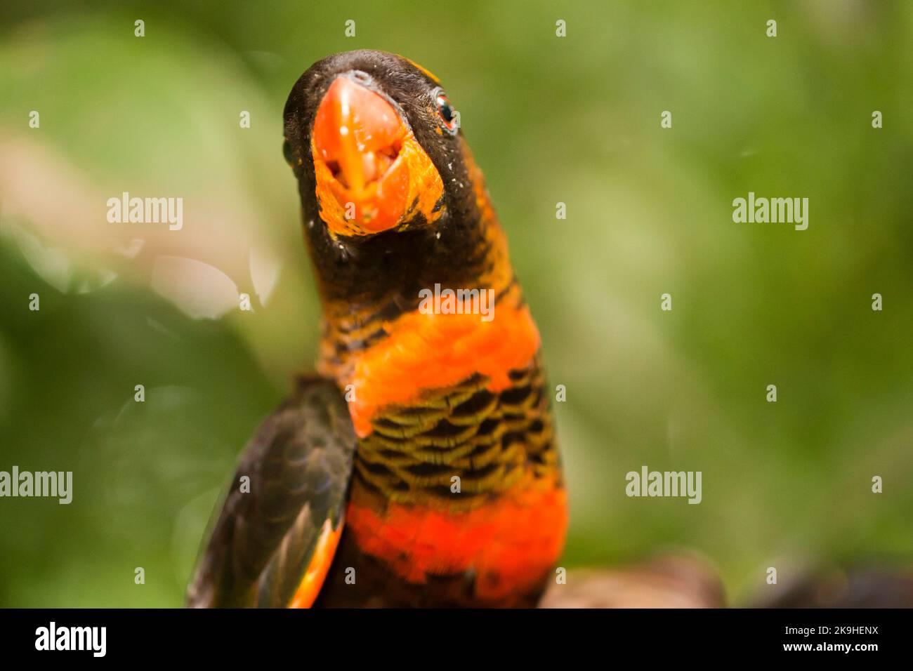 Il lory dusky o il lory bianco-rumped o il lory dusky-arancio (Pseudeos fuscata) nel ramo Foto Stock