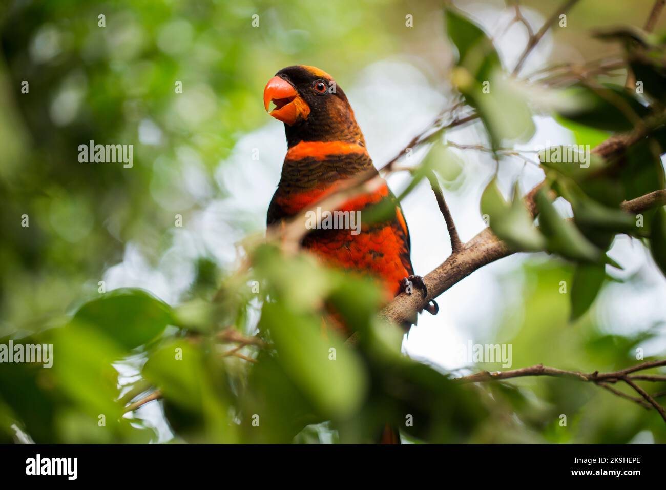Il lory dusky o il lory bianco-rumped o il lory dusky-arancio (Pseudeos fuscata) nel ramo Foto Stock