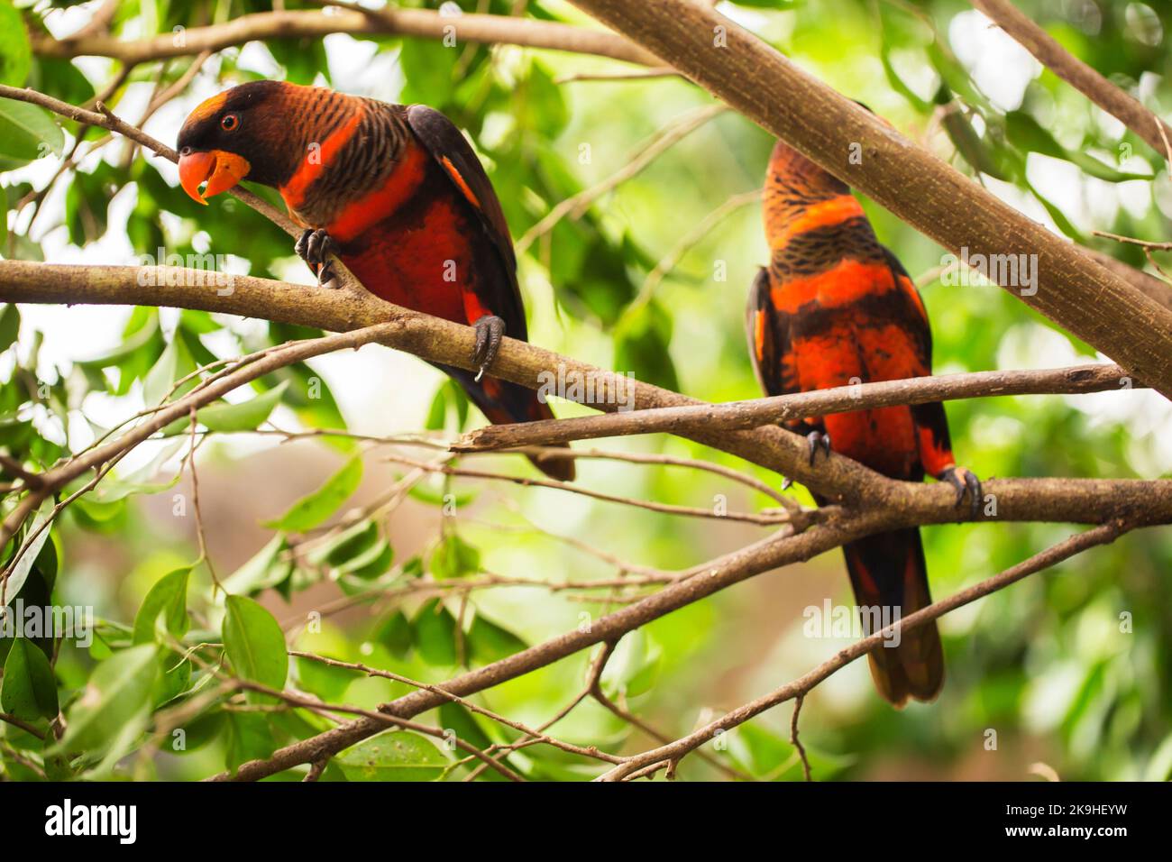 Il lory dusky o il lory bianco-rumped o il lory dusky-arancio (Pseudeos fuscata) nel ramo Foto Stock