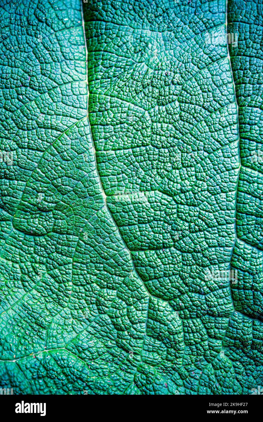 Particolare della foglia di una grande pianta verde Foto Stock