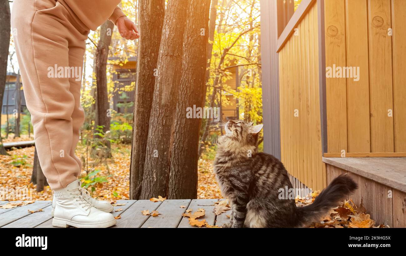 Donna nuvoloso mangia gatto tabby in cortile il giorno di autunno. Foto Stock