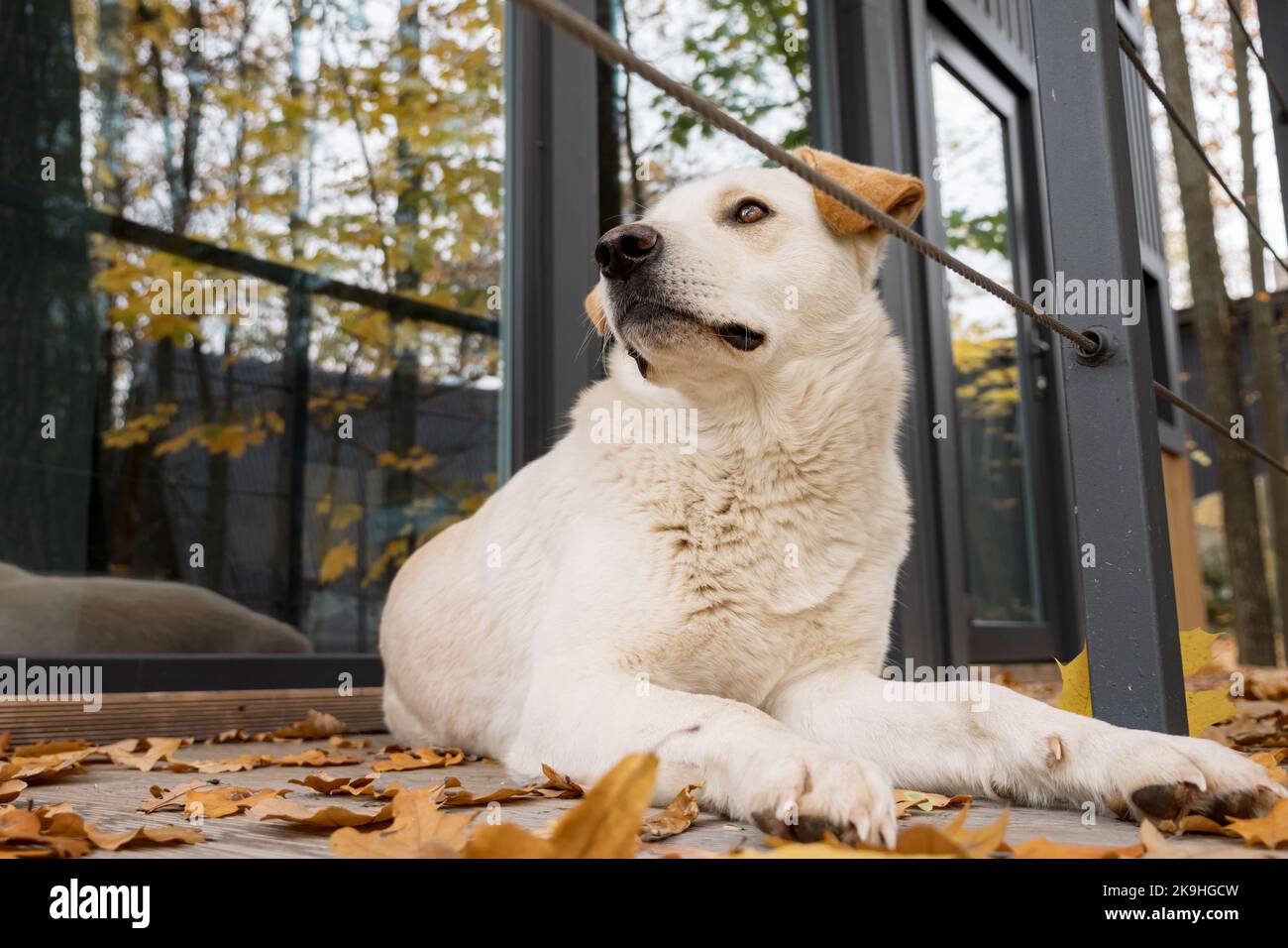 Cane bianco siede sul pavimento di legno vicino alla casa. Foto Stock