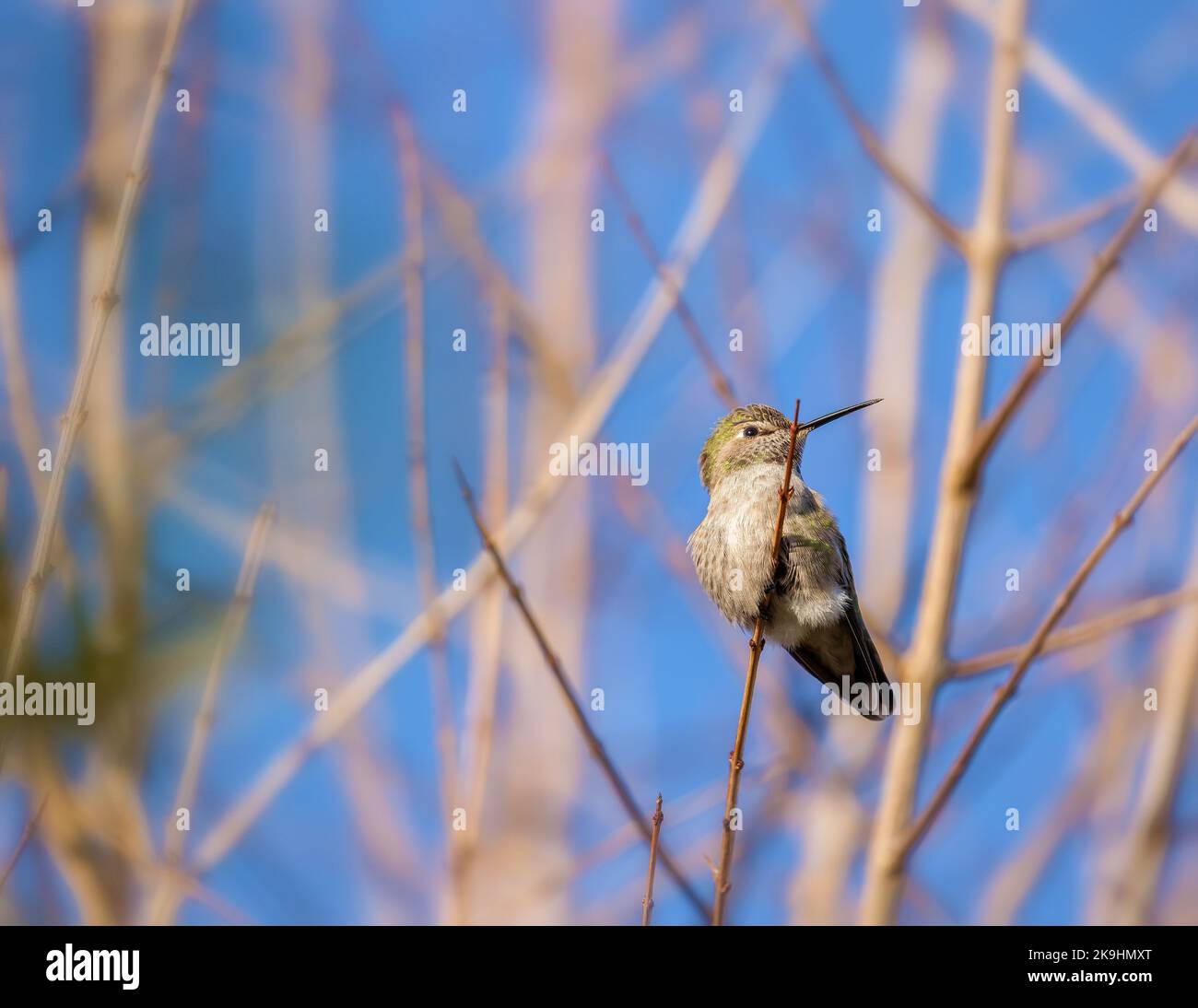 Una piccola colibrì Anna con un lungo e sottile becco poggia su un ramo sottile sullo sfondo di un cielo azzurro. Foto Stock