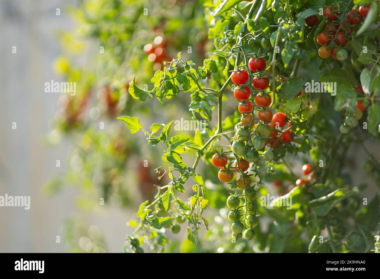 Frutti di pomodoro di ciliegia appesi da cespuglio verde che cresce all'interno della serra o sulla piantagione del contadino Foto Stock