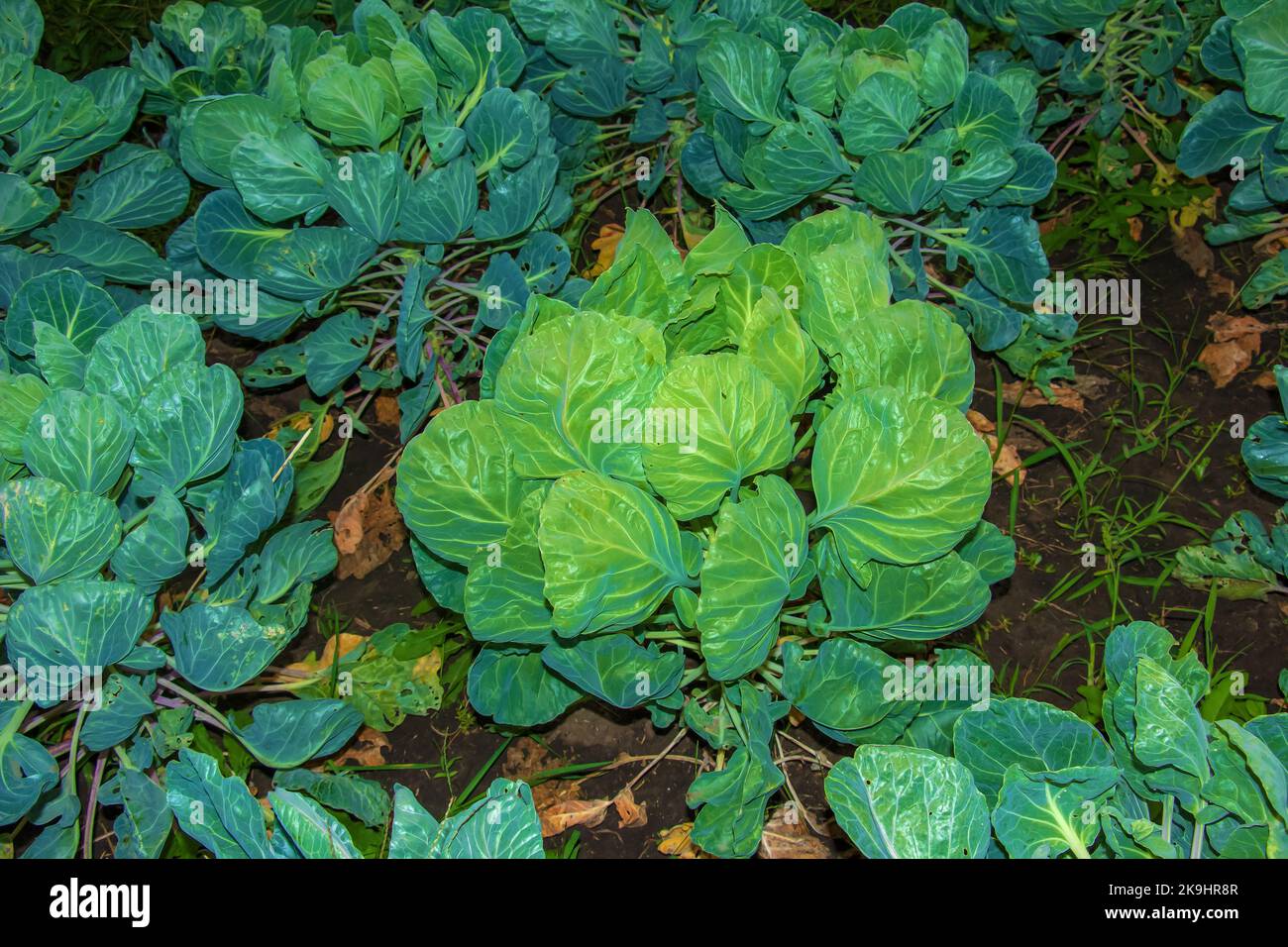 Home germogli di bruxelles biologici o Brassica oleracea pianta che cresce in un giardino. Foto Stock