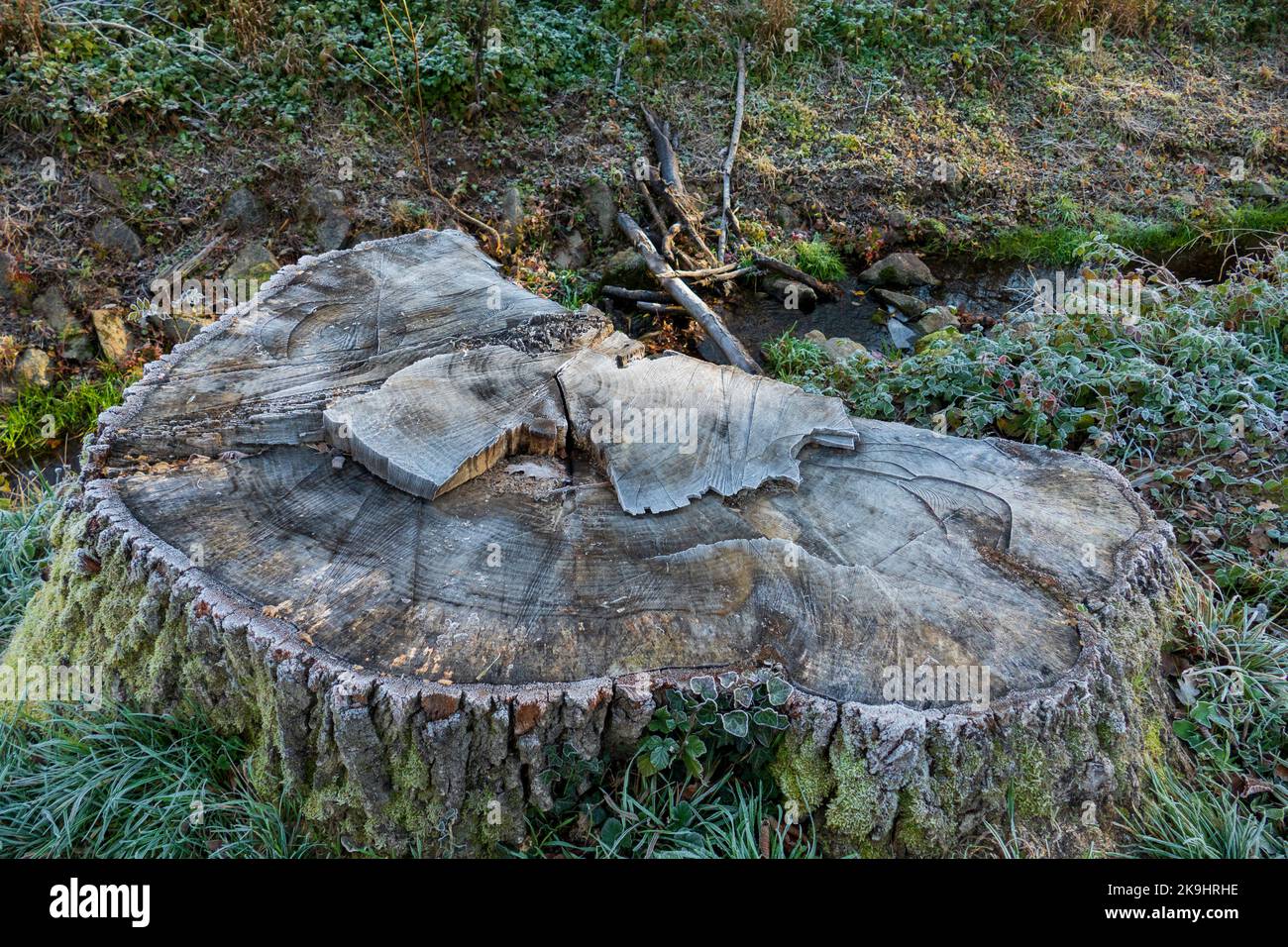 Baumstumpf, abgesägter Baum von der Witterung gezeichnet Foto Stock