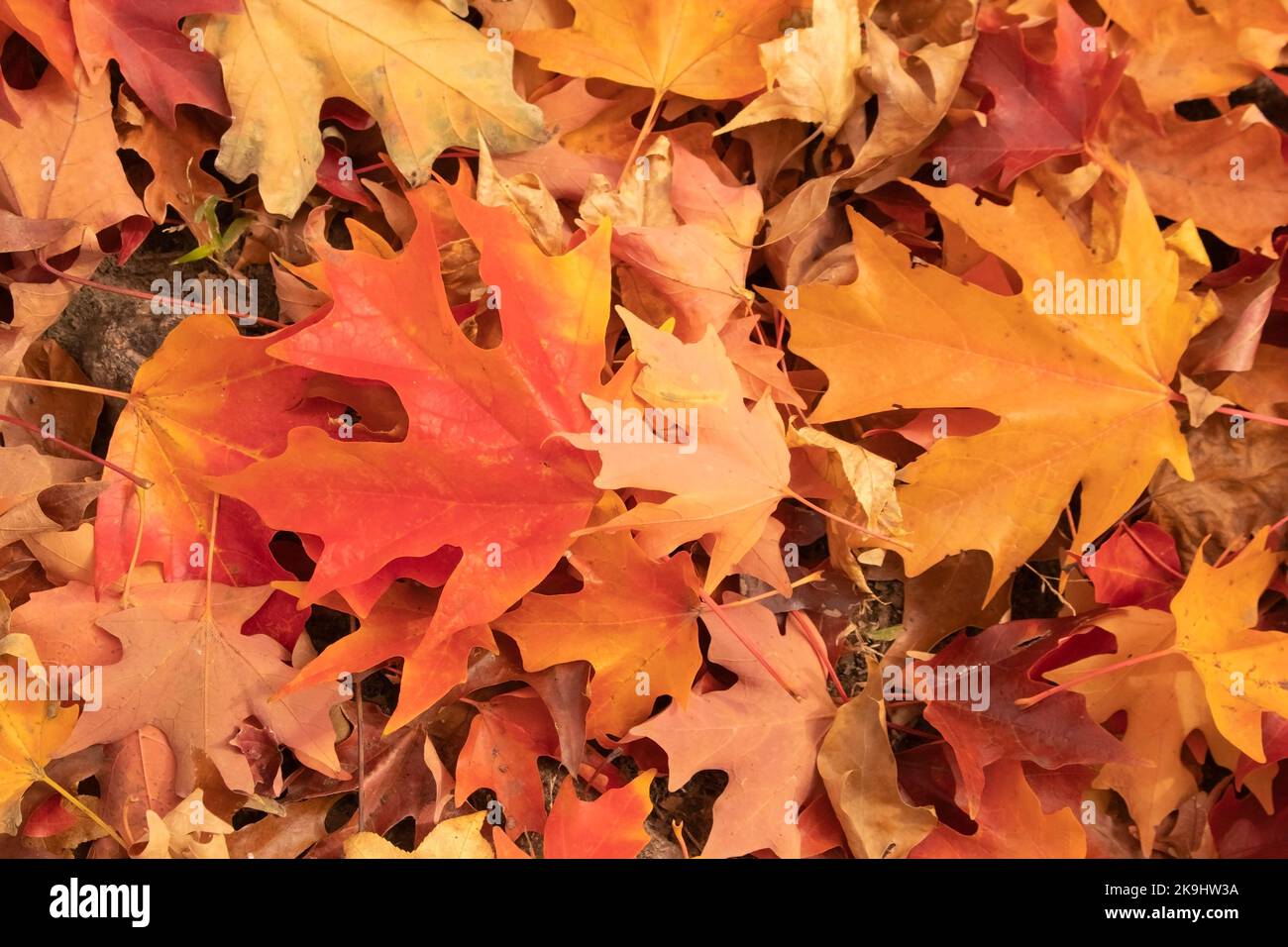 Sfondo di foglie di acero autunnale dai colori vivaci sul terreno in rosso arancio e giallo Foto Stock