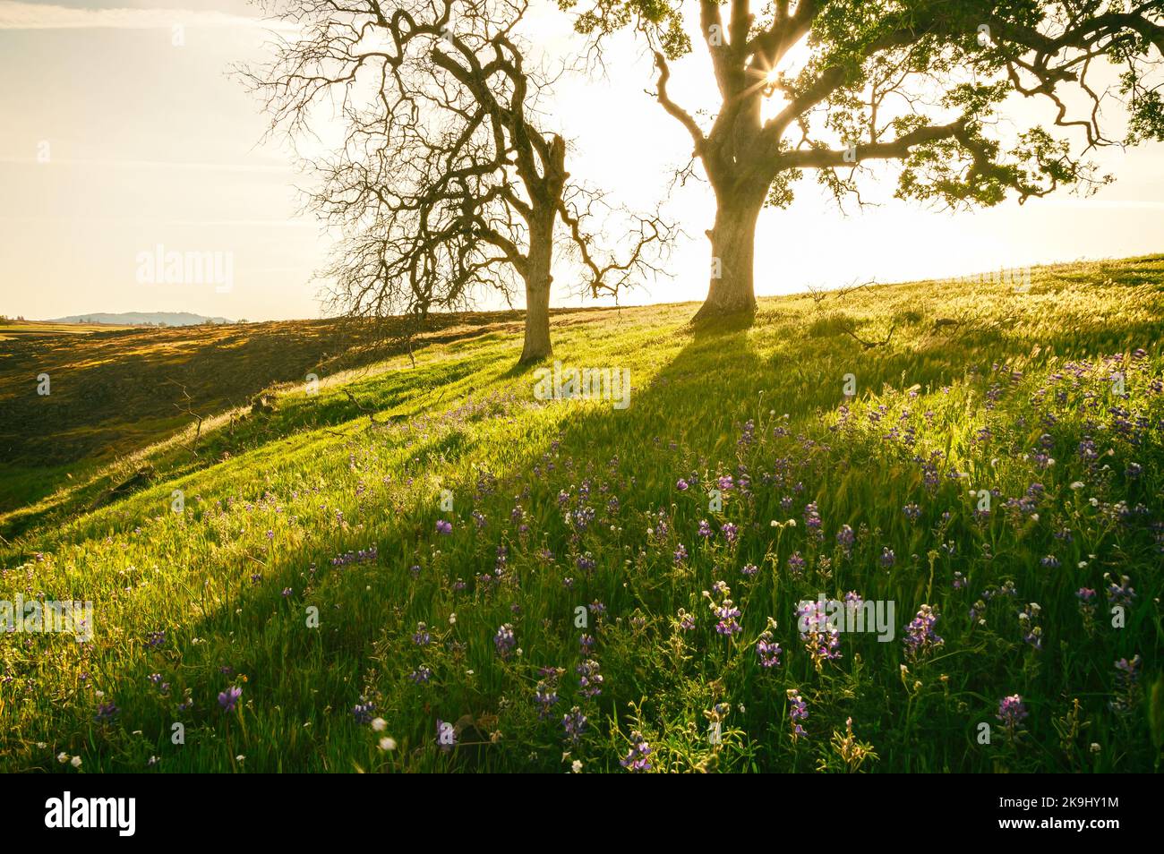Una scenografia pittoresca si dispiega con due querce alte su una collina erbosa bagnata dalla calda luce del sole. Foto Stock