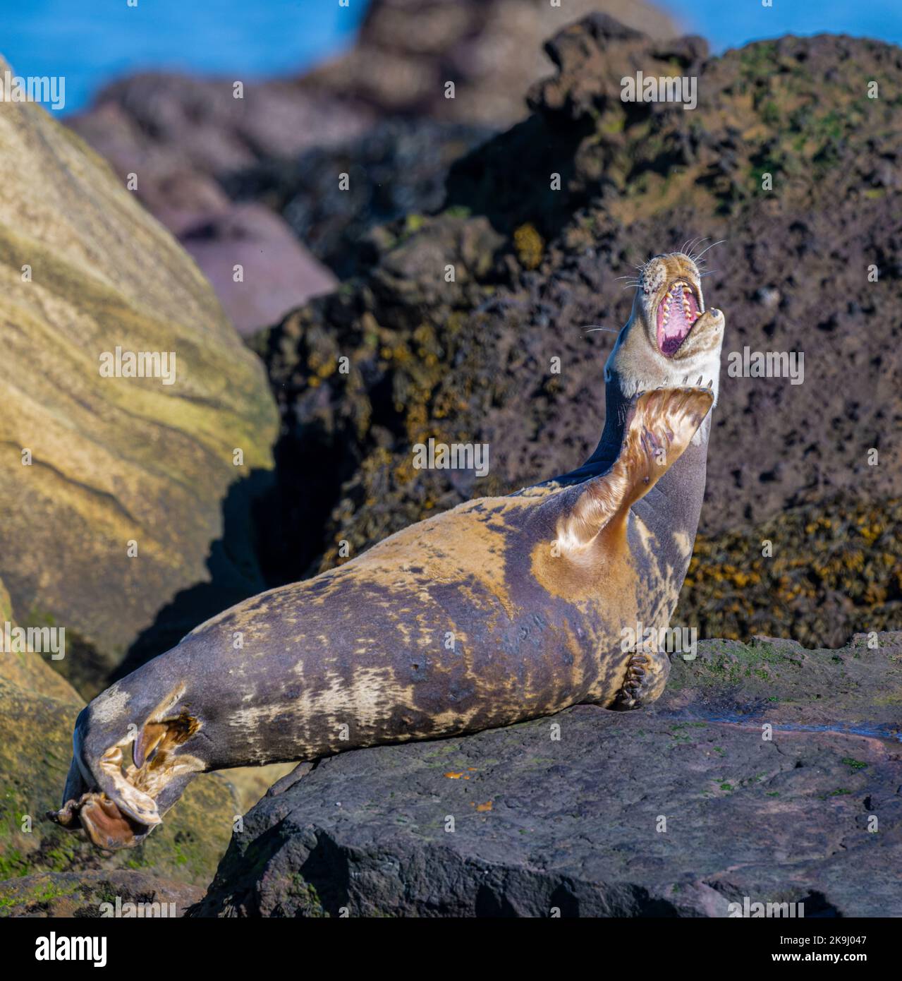 Grey Seal Halichoerus grypus riposando e prendendo il sole sulle rocce a Ravenscar sulla costa dello Yorkshire nord-orientale, Regno Unito Foto Stock