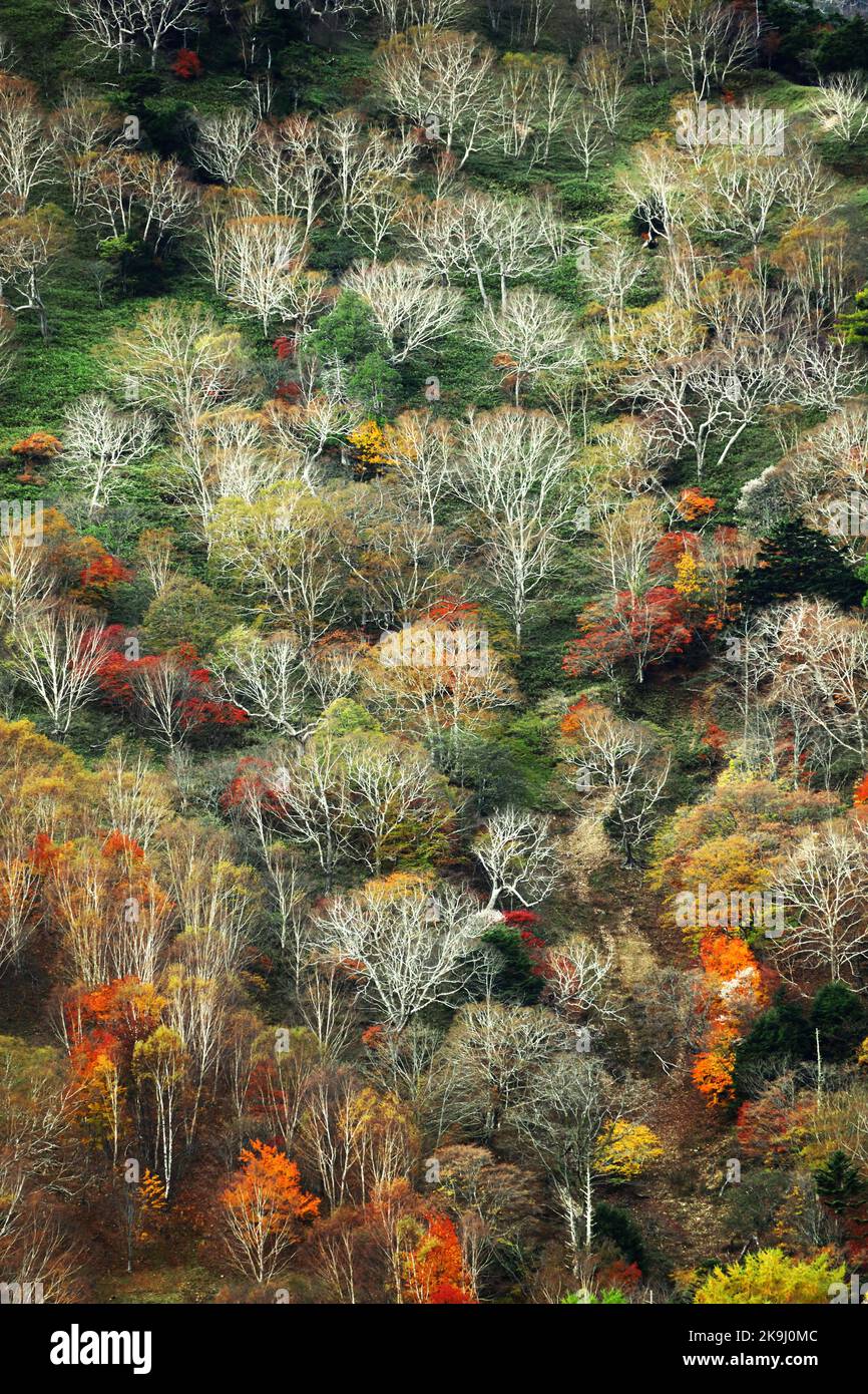 L'autunno parte in Giappone, scenario di montagne a Nikko come un dipinto Foto Stock