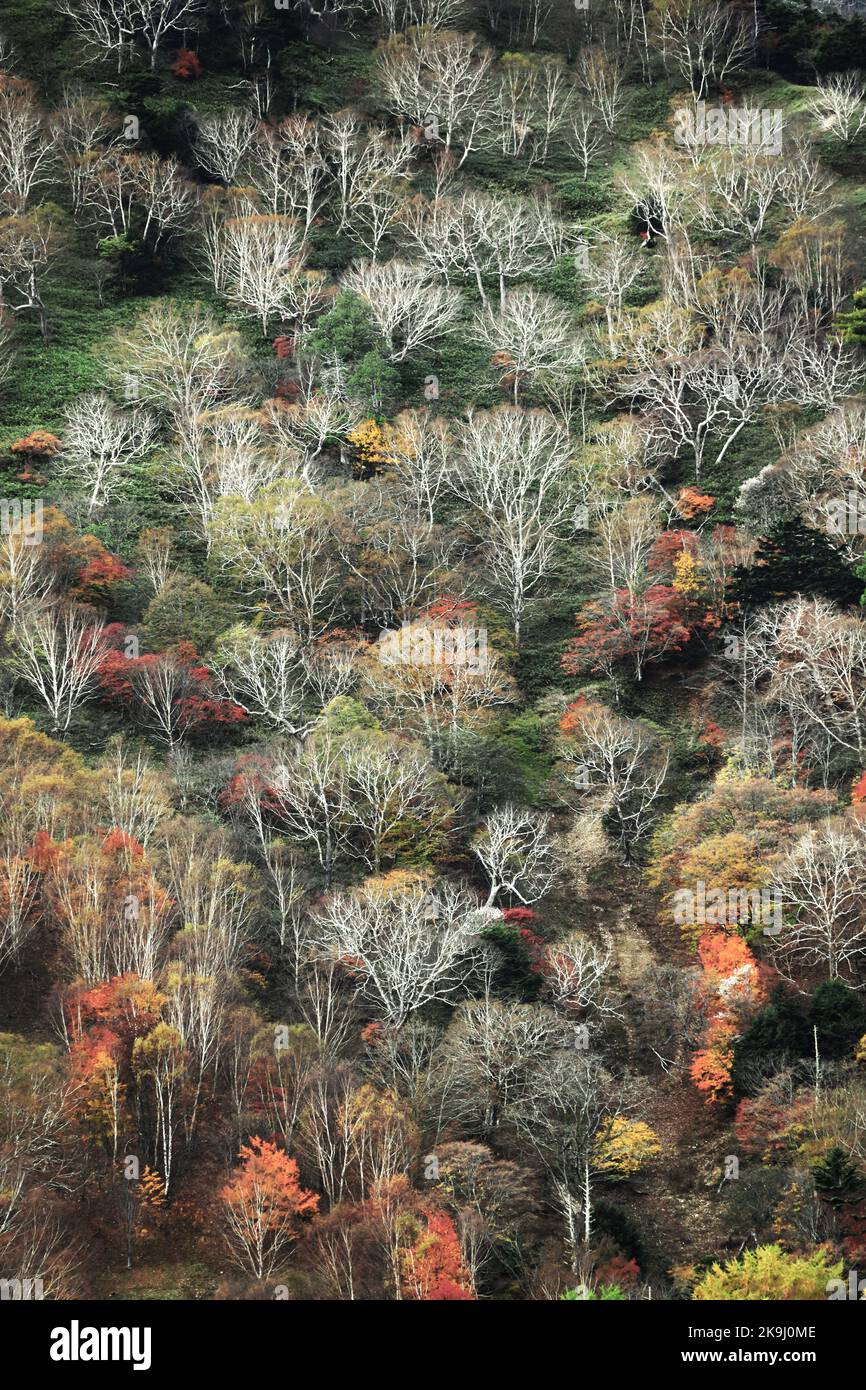 L'autunno parte in Giappone, scenario di montagne a Nikko come un dipinto Foto Stock