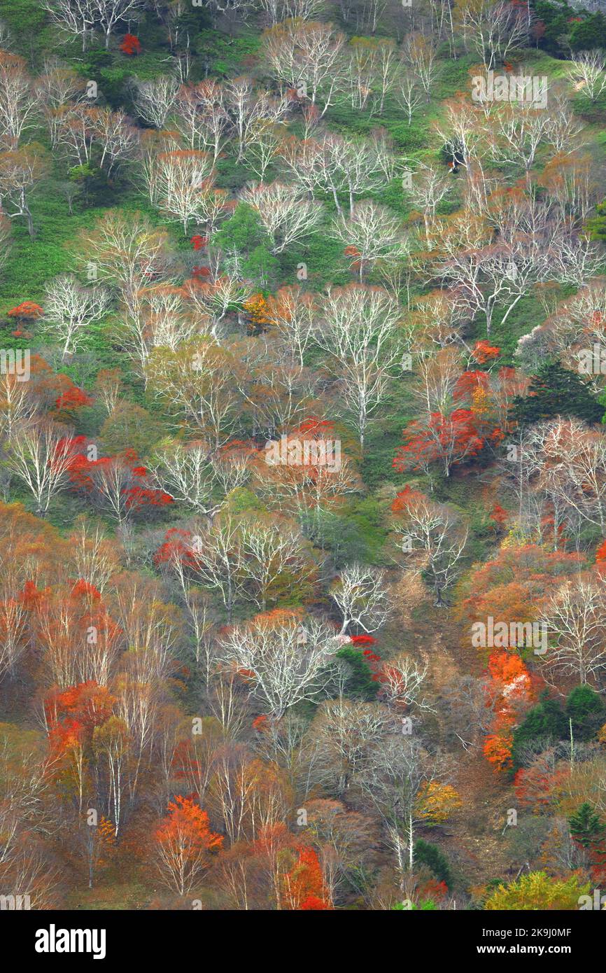 L'autunno parte in Giappone, scenario di montagne a Nikko come un dipinto Foto Stock