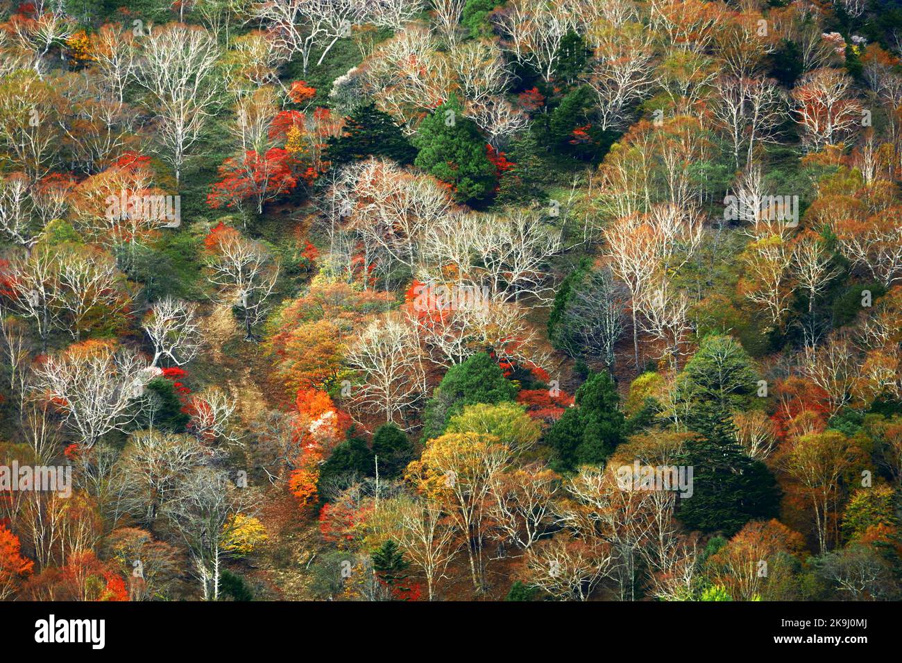 L'autunno parte in Giappone, scenario di montagne a Nikko come un dipinto Foto Stock