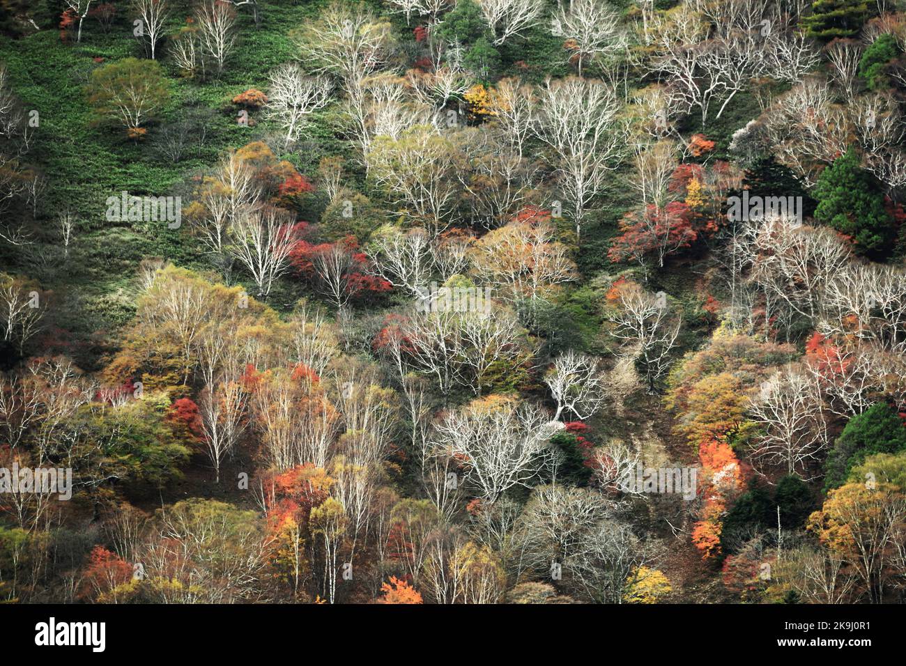 L'autunno parte in Giappone, scenario di montagne a Nikko come un dipinto Foto Stock