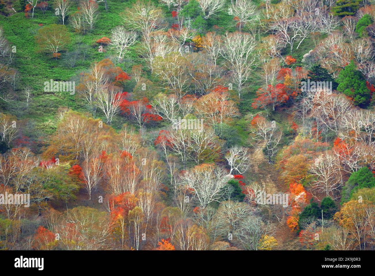 L'autunno parte in Giappone, scenario di montagne a Nikko come un dipinto Foto Stock