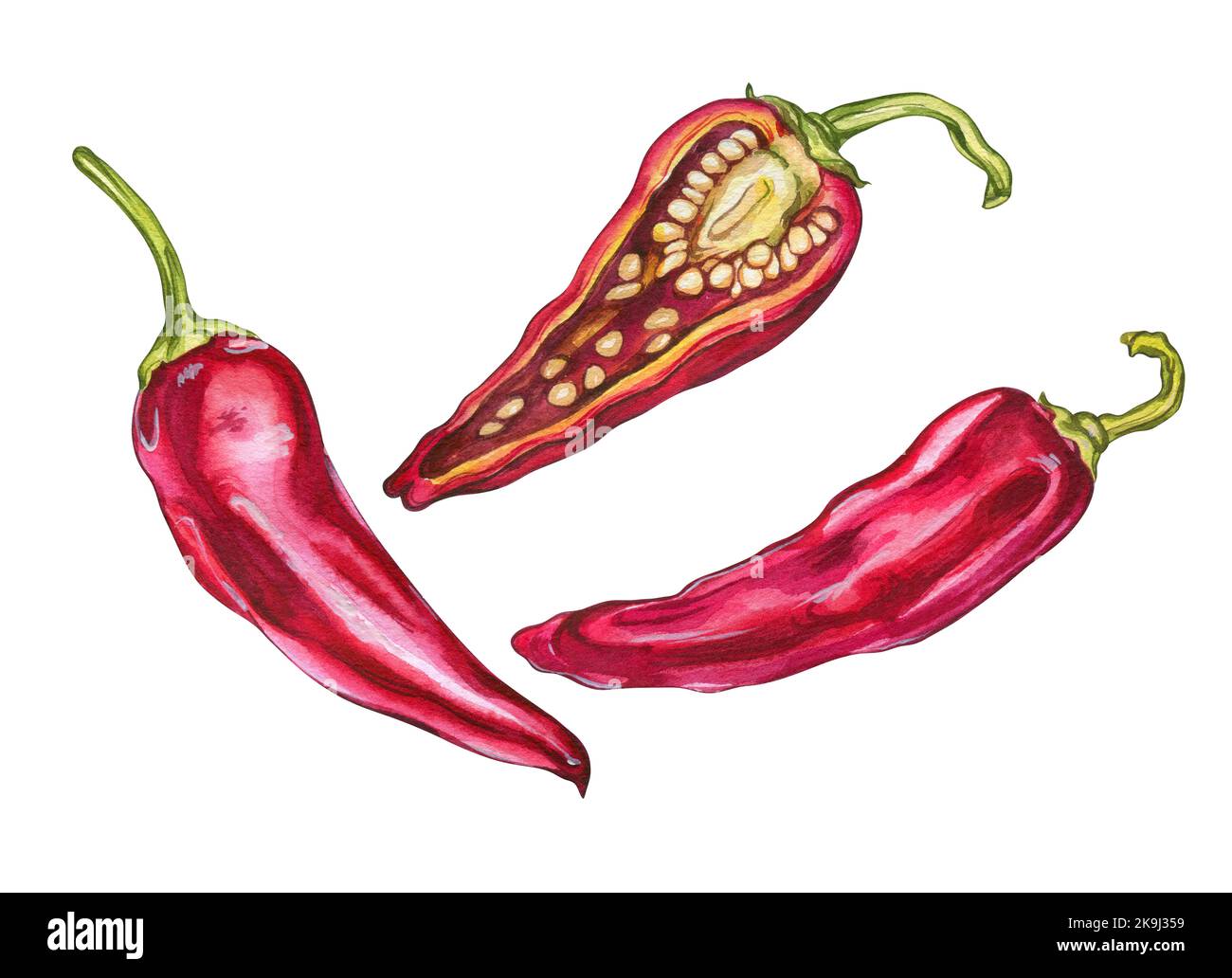 peperoncino rosso caldo. illustrazione in acquerello per la progettazione dei menu Foto Stock