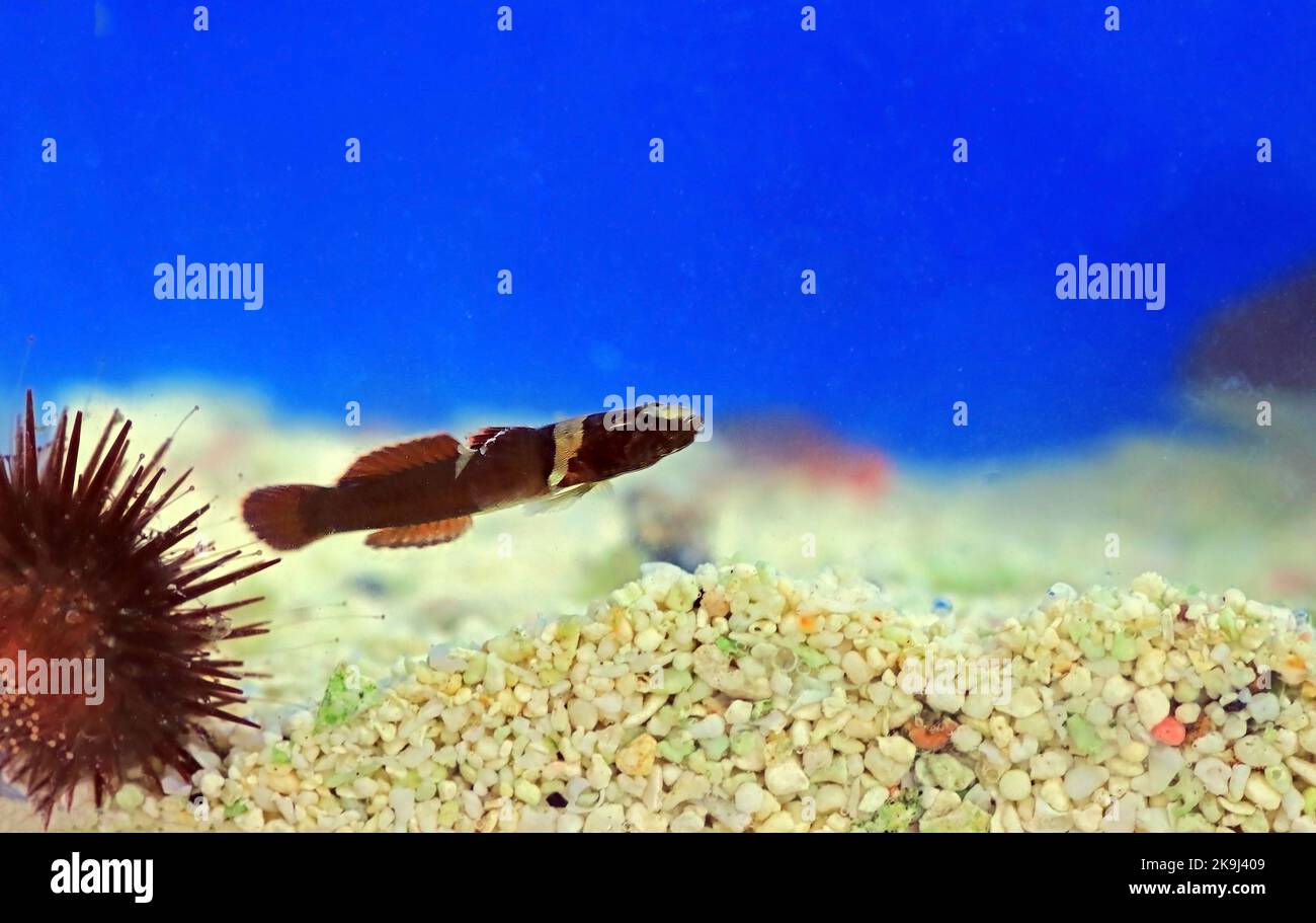 Rara immagine del pesce di pecora di Splechtna - DIDOGOBIUS SPLECHTNAI Foto Stock