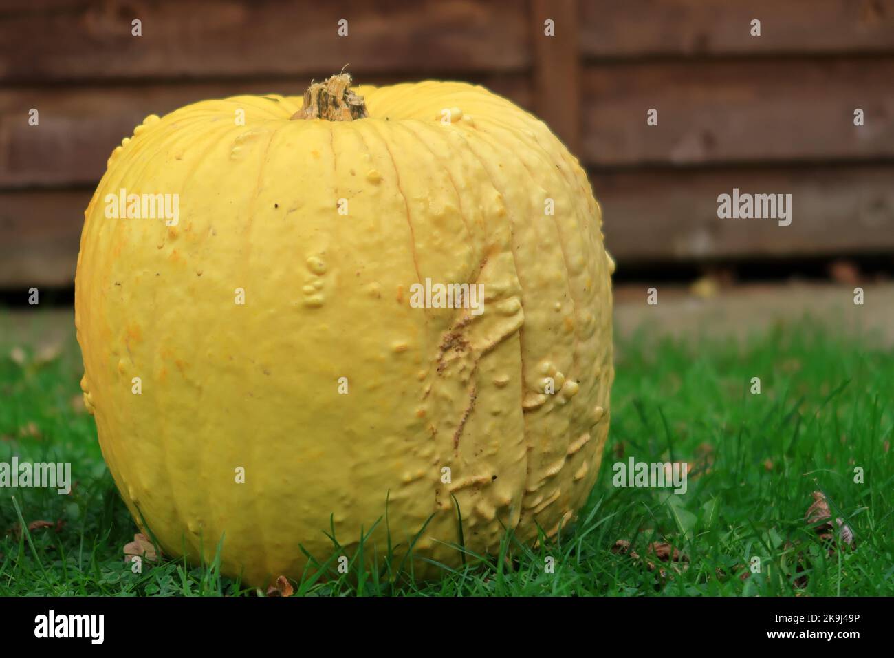 Warty Pumpkin per illustrare il concetto di Halloween Foto Stock