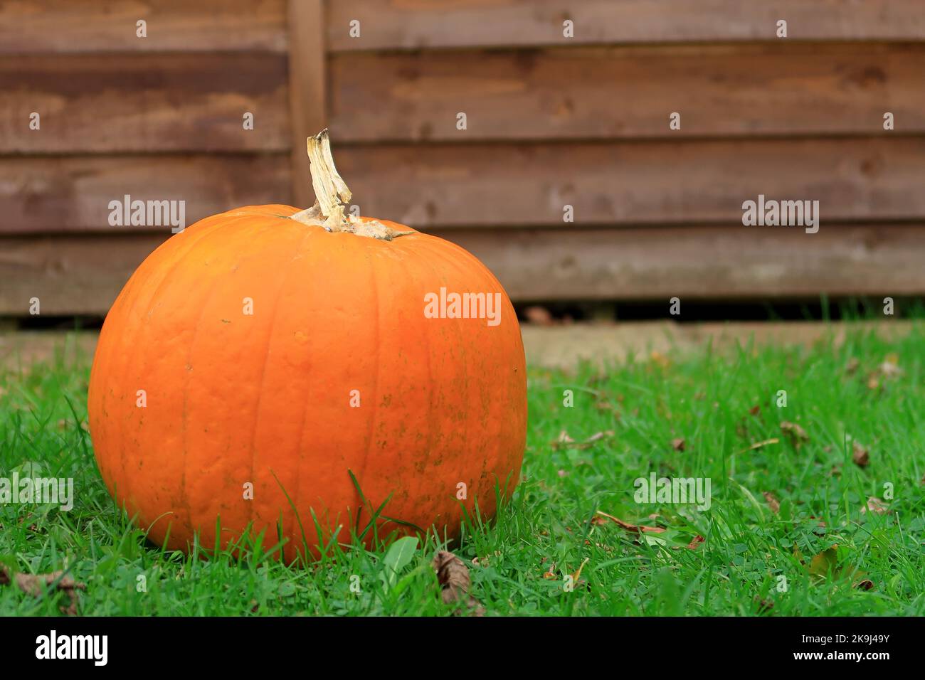 Zucca con pelle arancione per mostrare il concetto di Halloween Foto Stock