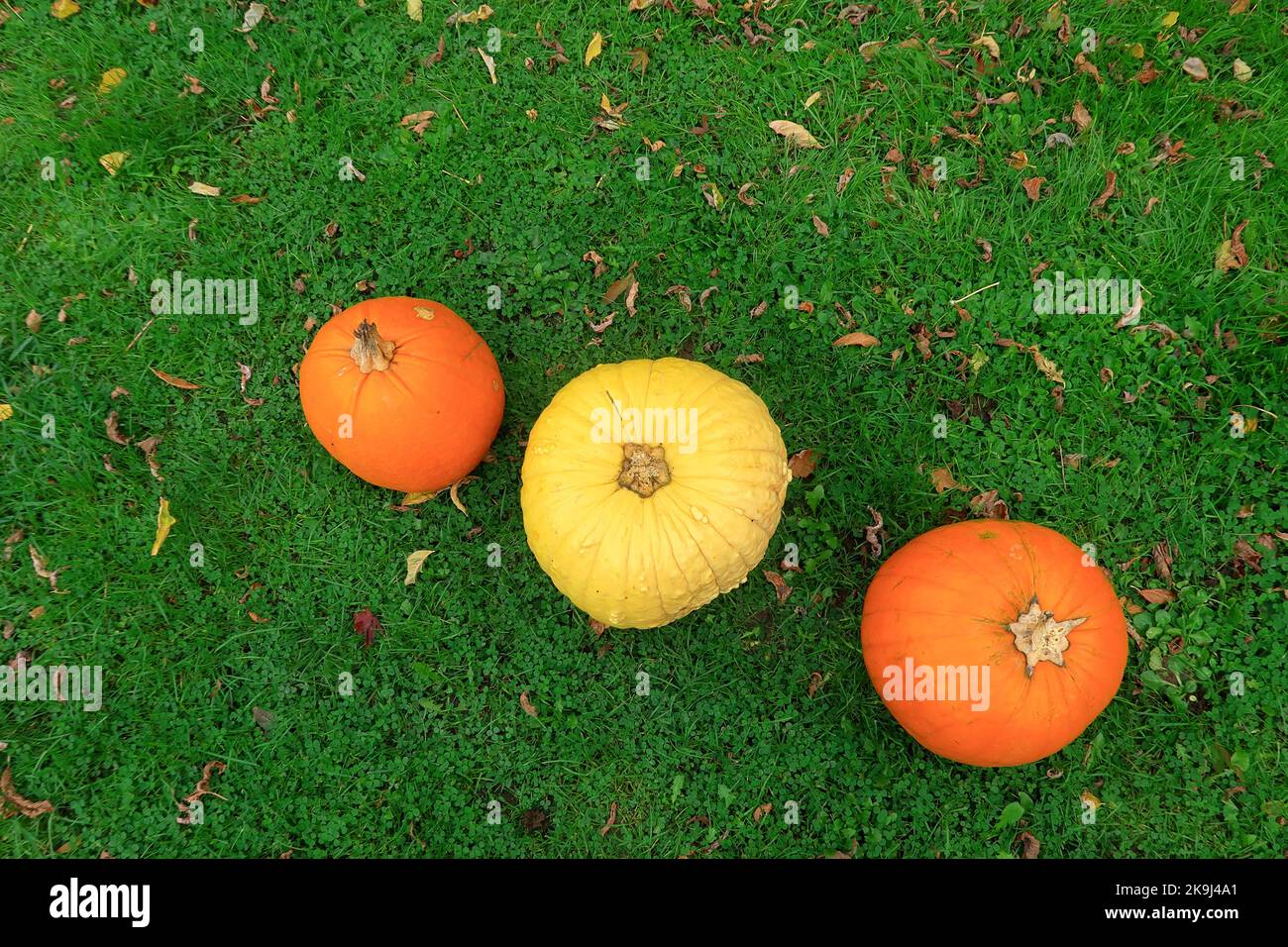 Tre zucche in erba per Halloween Foto Stock
