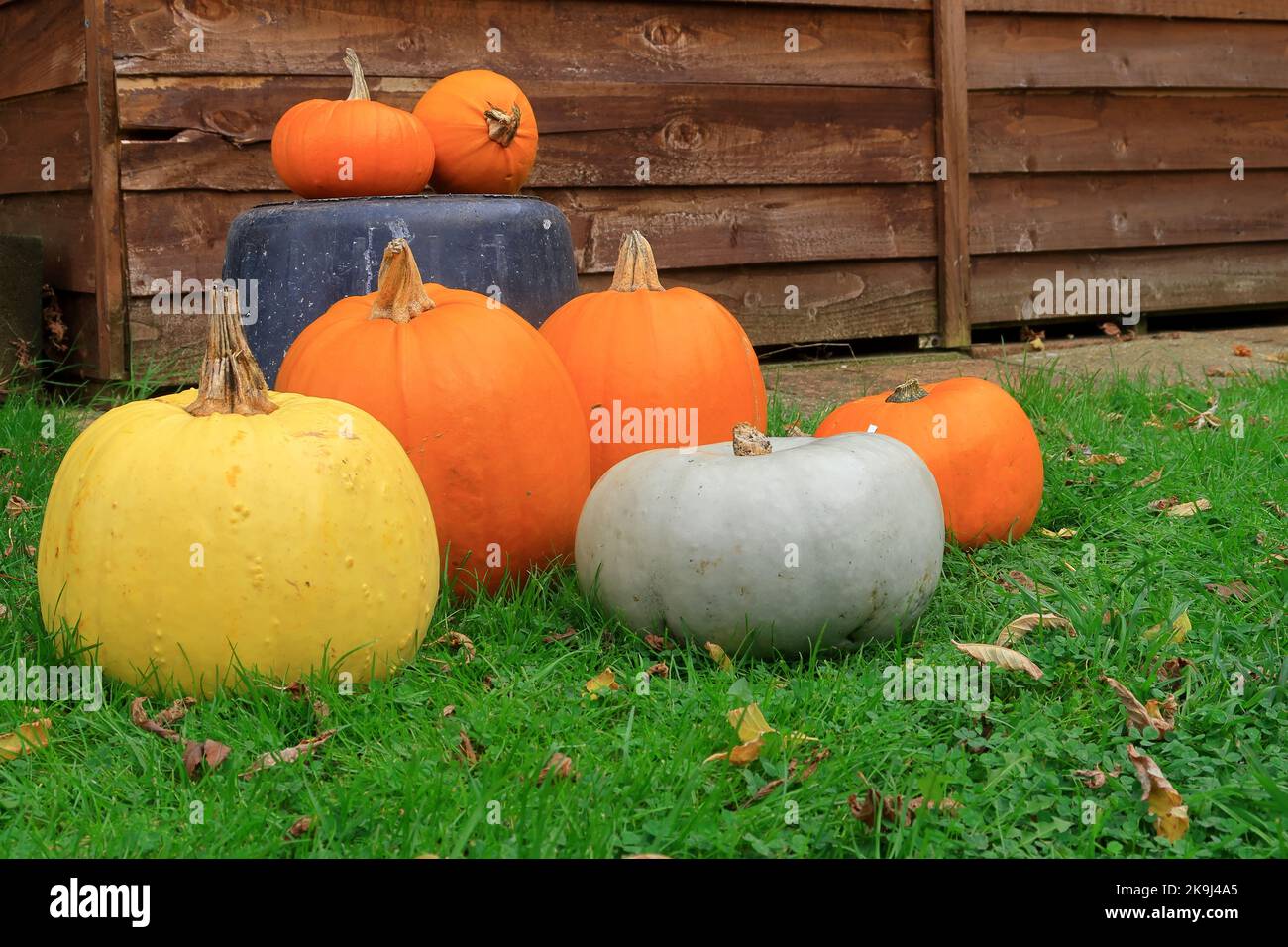Un mucchio di zucche per Halloween Foto Stock