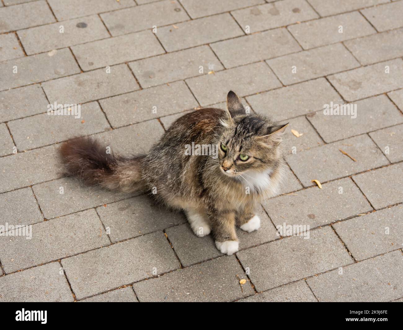 Gatto parassita con occhi verdi. Felina soffice e senza estetiche. Animale senza tetto sul marciapiede. Foto Stock