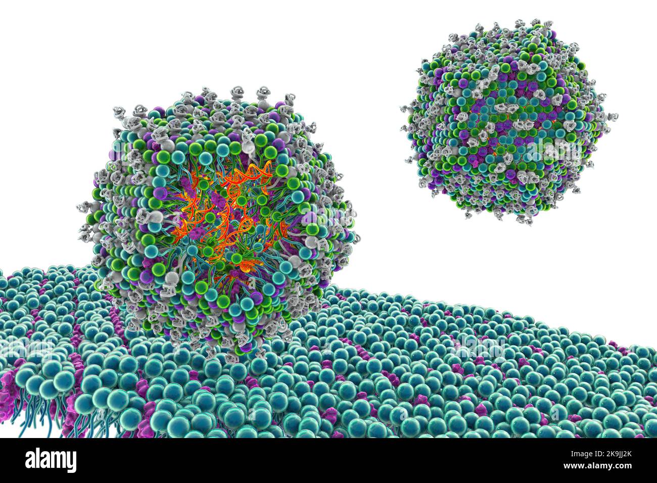 Nanoparticella lipidica di siRNA antivirale, illustrazione Foto Stock