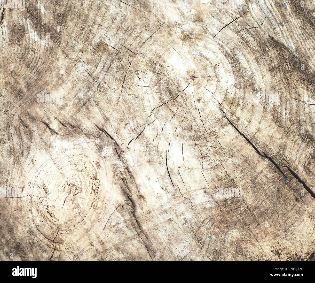 segato taglio vecchio ceppo di albero grunge textured superficie di legno stagionato, primo piano Foto Stock