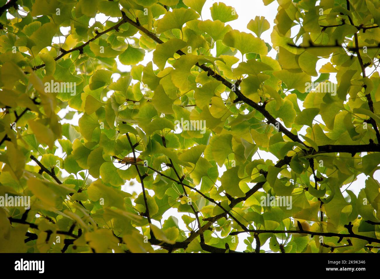 Foglie autunnali di Ginkgo biloba, comunemente noto come ginkgo, gingko o maidenhair albero. Foto Stock